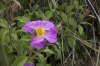 Cistus creticus