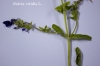Salvia viridis L.