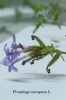 Plumbago europaea L.