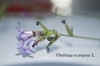 Plumbago europaea L.