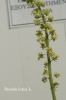 Reseda lutea L.