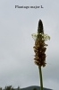 Plantago