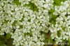 Achillea ligustic