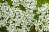 Achillea ligustica All.