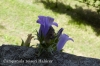 Campanula reiseri