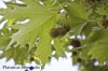 Platanus orientalis L.