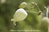 Silene vulgaris (Moench) Garcke