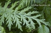 Achillea ligustica All.