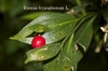 Ruscus hypoglossum L.