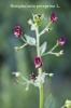 Scrophularia peregrina L.