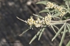 Vitex agnus-castus L.