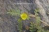 Tribulus terrestris L.