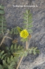 Tribulus terrestris L.