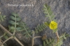 Tribulus terrestris L.