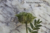 Tribulus terrestris L.