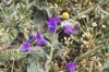 Echium vulgare L.