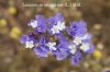 Limonium sinuatum Mill.