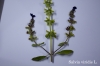 Salvia viridis L.