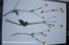 Ranunculus lanuginosus L.
