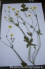 Ranunculus lanuginosus L.
